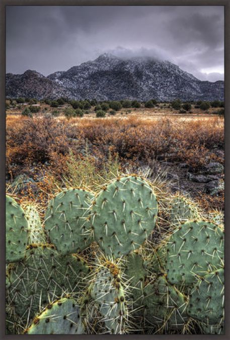 Picture of Cactus Overcast by Bob Larson