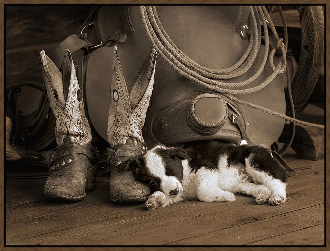 Picture of Cowboy Puppy Sepia by Robert Dawson