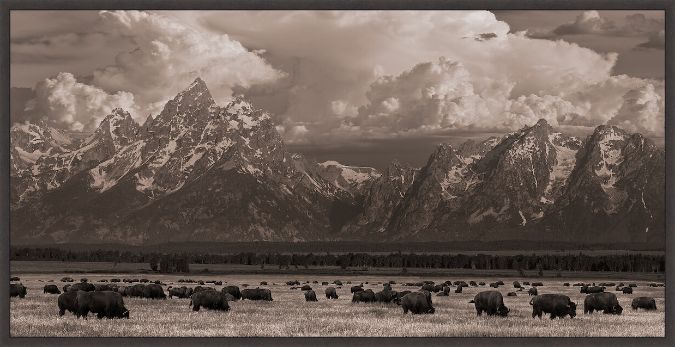Picture of Where The Buffalo Roam by Robert Dawson