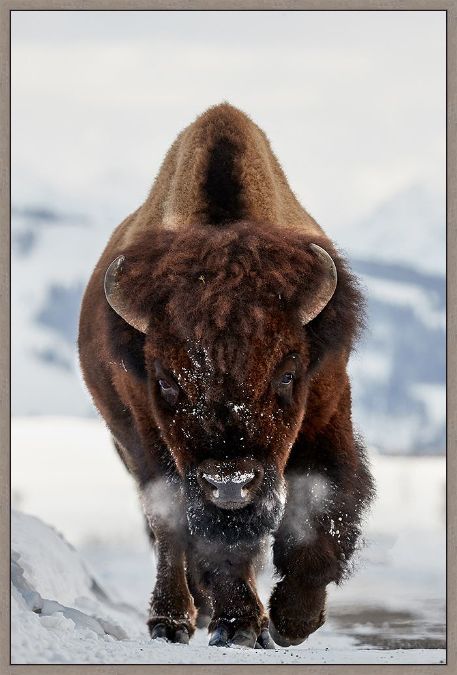 Picture of Bison Incoming by Peter Hudson