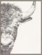 Picture of Graphite Bison Portrait II by Ethan Harper