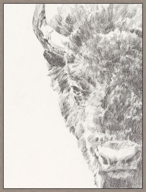 Picture of Graphite Bison Portrait I by Ethan Harper