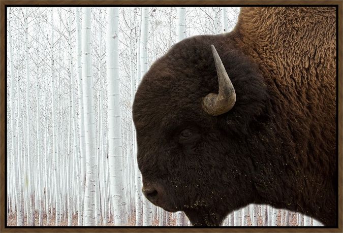 Picture of Bison Season by Jamie Phillip