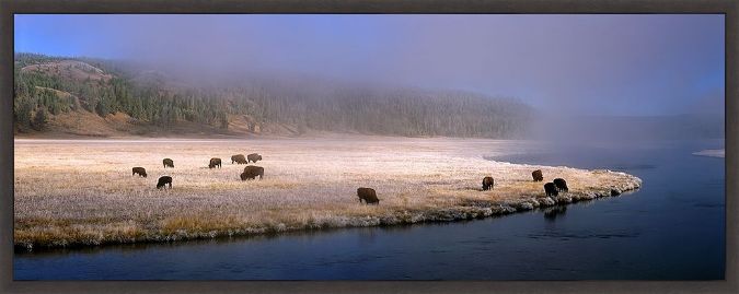 Picture of Bison Along The Firehole by Jim Becia