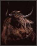 Picture of Moody Cow by Dan Meneely