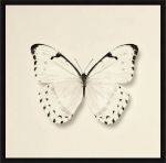 Picture of Butterfly II by Debra van Swearingen