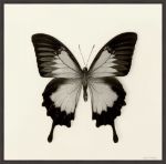 Picture of Butterfly III by Debra van Swearingen