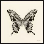 Picture of Butterfly VI by Debra van Swearingen