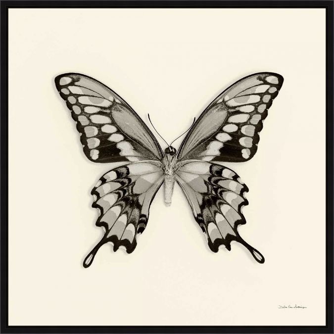 Picture of Butterfly VI by Debra van Swearingen