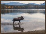 Picture of Moose by Denise Brown