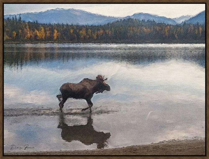 Picture of Moose by Denise Brown