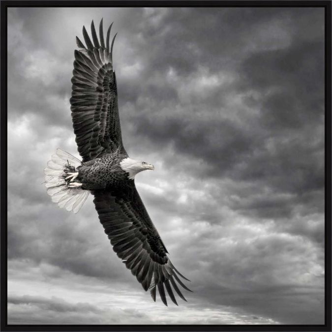 Picture of Eagle In Flight by P.H. Burchett