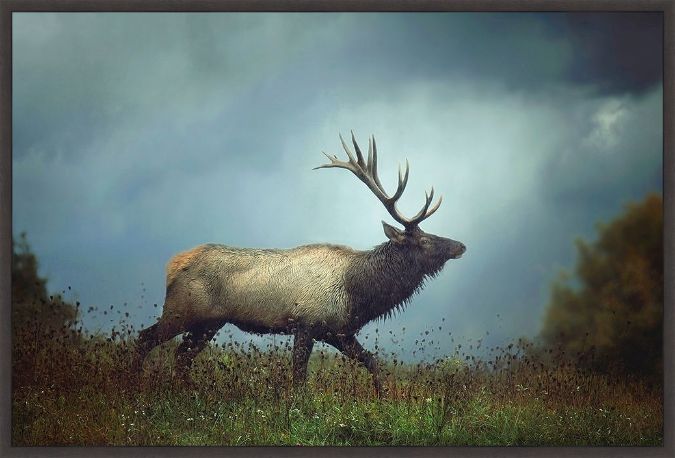 Picture of The Elk by Carrie Ann Grippo-Pike