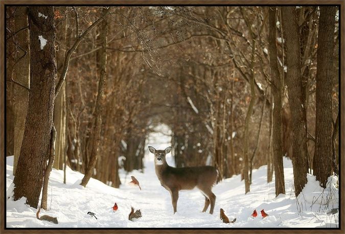 Picture of Forest Of Snow White by Carrie Ann Grippo-Pike