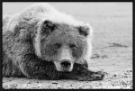 Picture of Brown Bear Resting by Adam Jones
