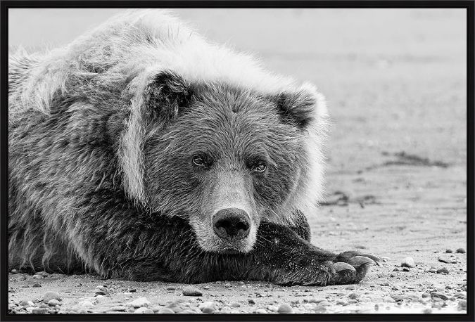 Picture of Brown Bear Resting by Adam Jones