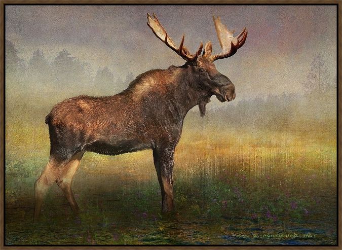 Picture of Moose In Fog And Flowers by Christopher Vest
