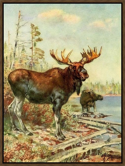 Picture of Moose by Carl Rungius