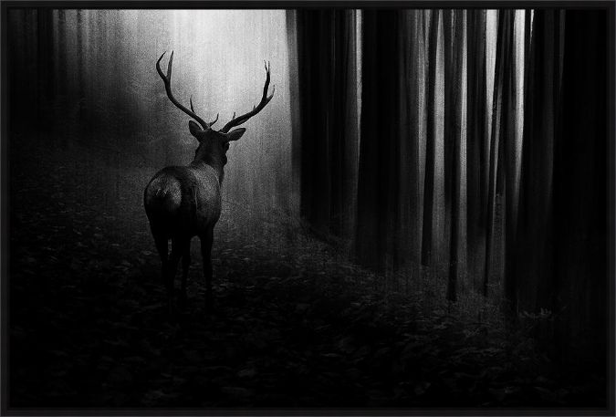 Picture of Stag by Doris Reindl
