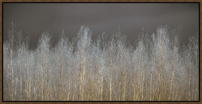 Picture of Silver Forest by Frank Assaf
