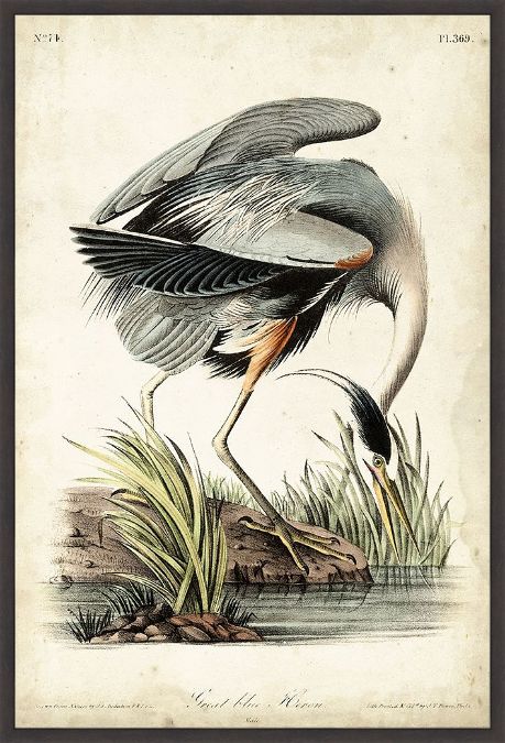 Picture of Great Blue Heron by John James Audubon