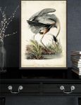 Picture of Great Blue Heron by John James Audubon