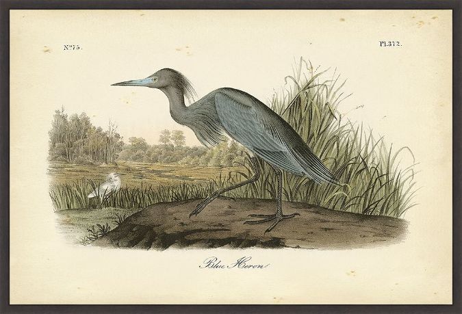 Picture of Audubon's Blue Heron by John James Audubon
