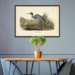 Picture of Audubon's Blue Heron by John James Audubon