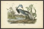 Picture of Audubon's Louisiana Heron by John James Audubon