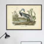 Picture of Audubon's Louisiana Heron by John James Audubon