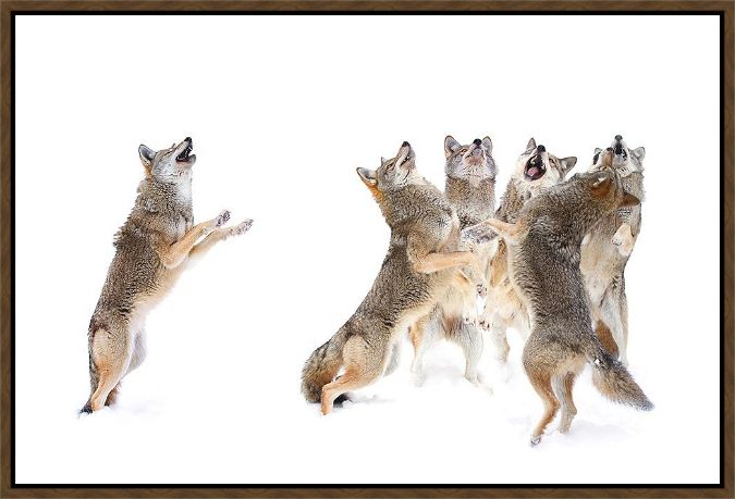 Picture of The Choir Coyotes by Jim Cumming