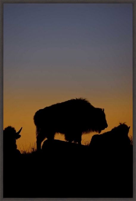 Picture of Yellowstone Bison Silhouette by Don Grall
