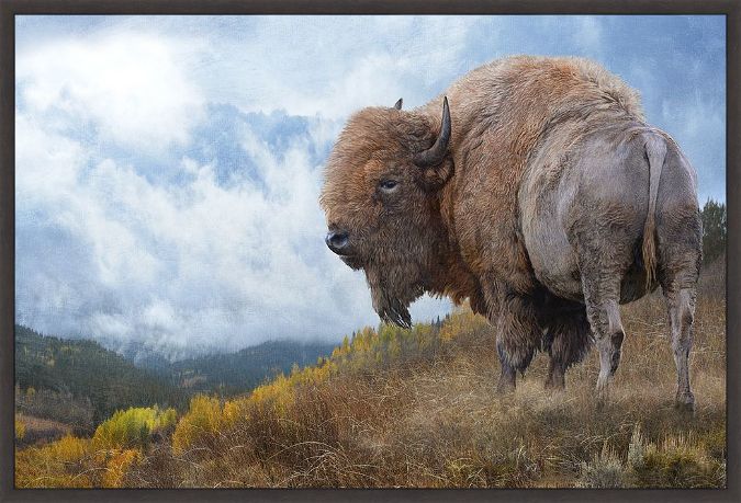 Picture of Golden Bison by Chris Vest