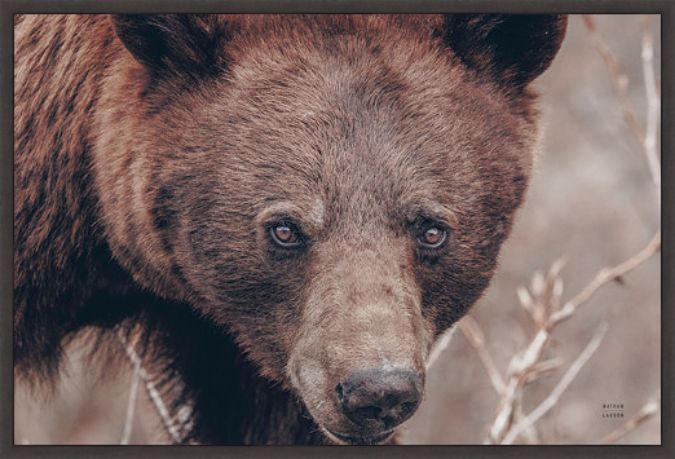 Picture of BEAR PORTRAIT by NATHAN LARSON