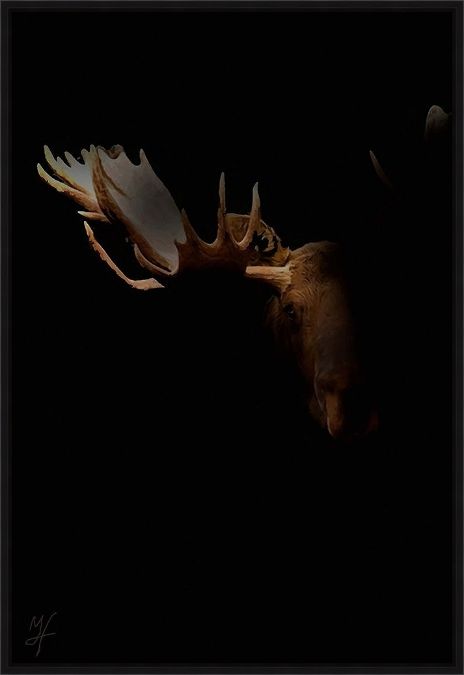 Picture of MOOSE STAREDOWN BY MURRAY HENDERSON FINE ART