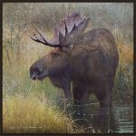 Picture of MOOSE IN MARSH BY CHRISTOPHER VEST