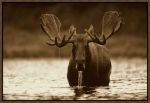 Picture of MOOSE MALE RAISING BY TIM FITZHARRIS
