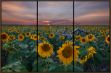 Picture of HIDDEN SUNFLOWERS TRIPTYCH BY TODD VAN FLEET