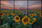 Picture of HIDDEN SUNFLOWERS TRIPTYCH BY TODD VAN FLEET