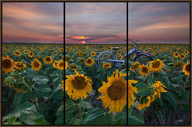 Picture of HIDDEN SUNFLOWERS TRIPTYCH BY TODD VAN FLEET