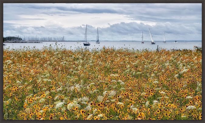 Picture of FLOWER FIELD ON THE BAY BY KURT HANSEN