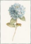 Picture of GARDEN HYDRANGEA BY DANHUI NAI