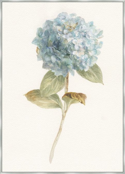 Picture of GARDEN HYDRANGEA BY DANHUI NAI