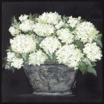 Picture of SNOWBALL HYDRANGEA PAIL BY JULIE NORKUS