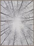 Picture of Deciduous Canopy II by Michael Willett