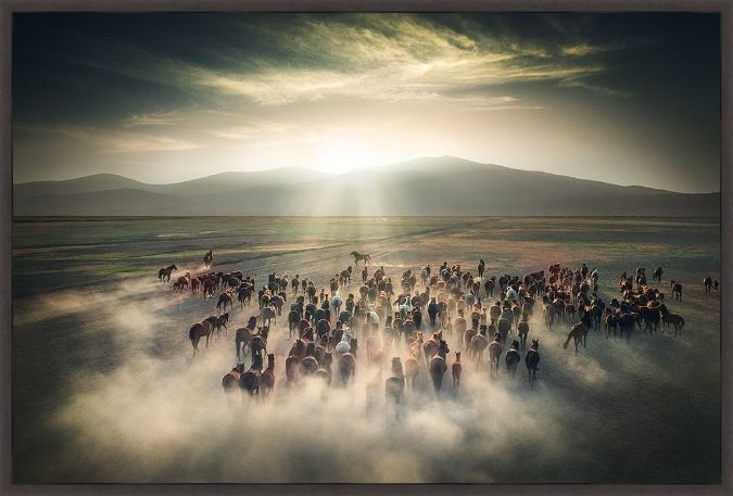 Picture of Wild Horses by Cuma Cevik