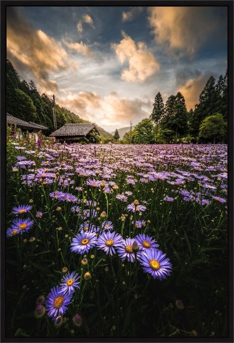 Picture of Flowers That Bloom Only Here by Hiroki Matsubara