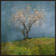Picture of Almond Tree by Jacqueline Van Vijene