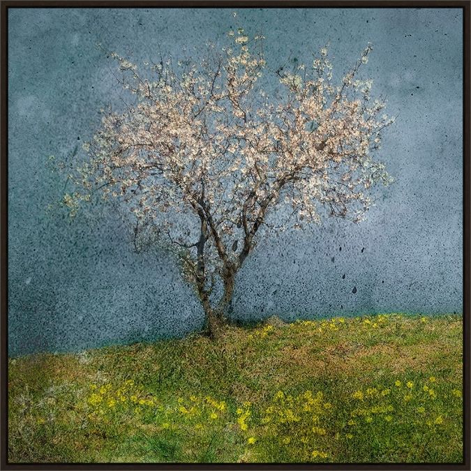 Picture of Almond Tree by Jacqueline Van Vijene