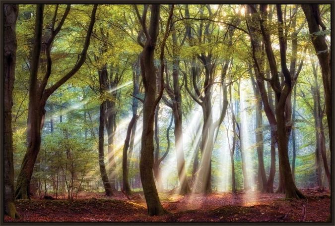 Picture of Majestic by Lars Van Der Goor